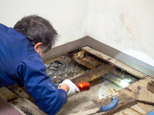 Best Affordable Mold Removal  in Muenster, TX