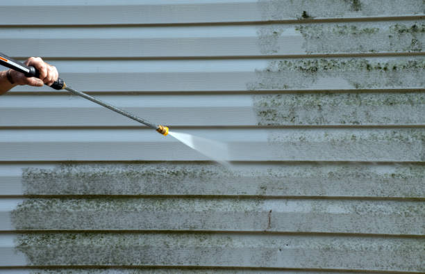 Best Commercial Mold Removal  in Muenster, TX