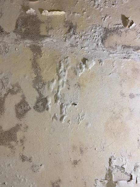 Best Home Mold Removal  in Muenster, TX